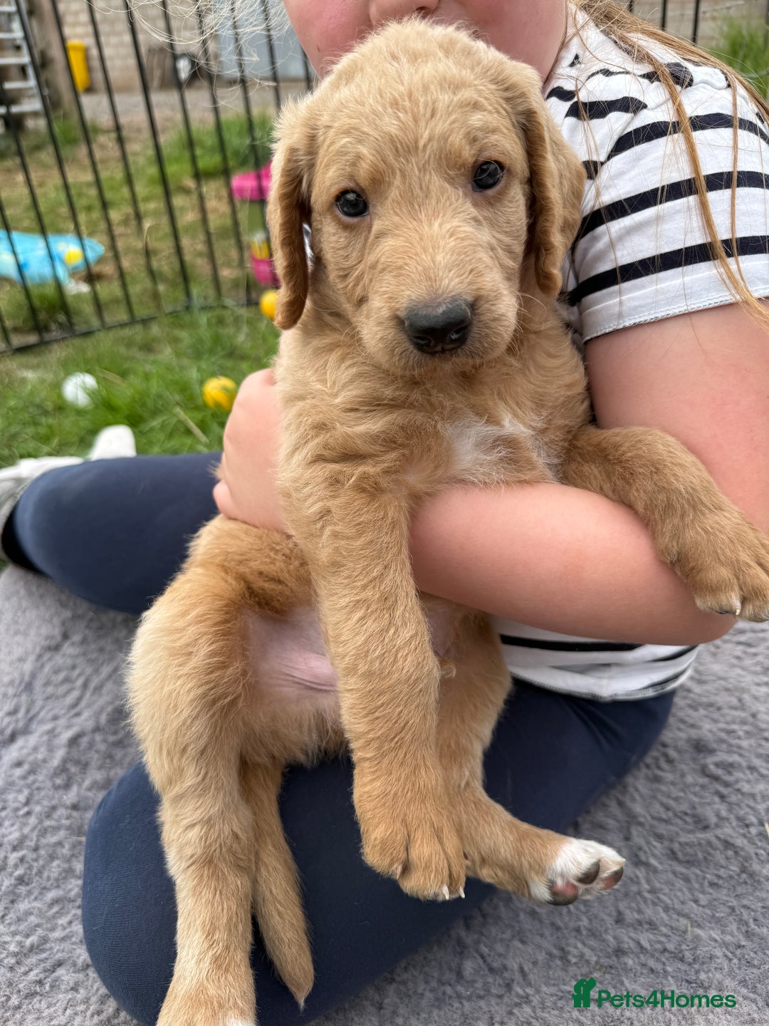 Labradoodle dogs for sale: Health tested chunky and fluffy labradoodles  - Image 22