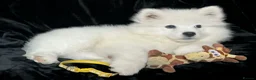 Samoyed dogs for sale: Beautiful Samoyed Puppies from Champion Father - Advert 6