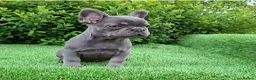 French Bulldog dogs for sale: Gorgeous French Bulldog Puppies  - Advert 11