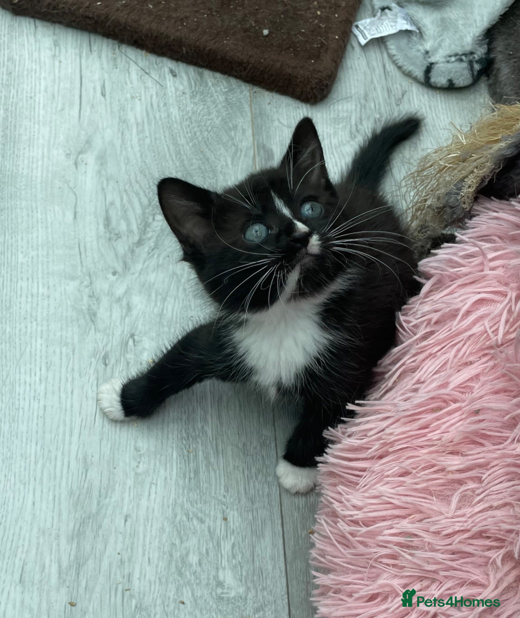 Mixed Breed cats Rescue kittens for adoption  - Advert 1
