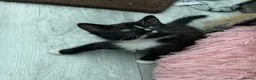 Mixed Breed cats for adoption: Rescue kittens for adoption  - Advert 1