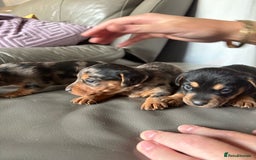 Mixed Breed dogs for sale: Jack Russel/miniature Datchound - Image 9