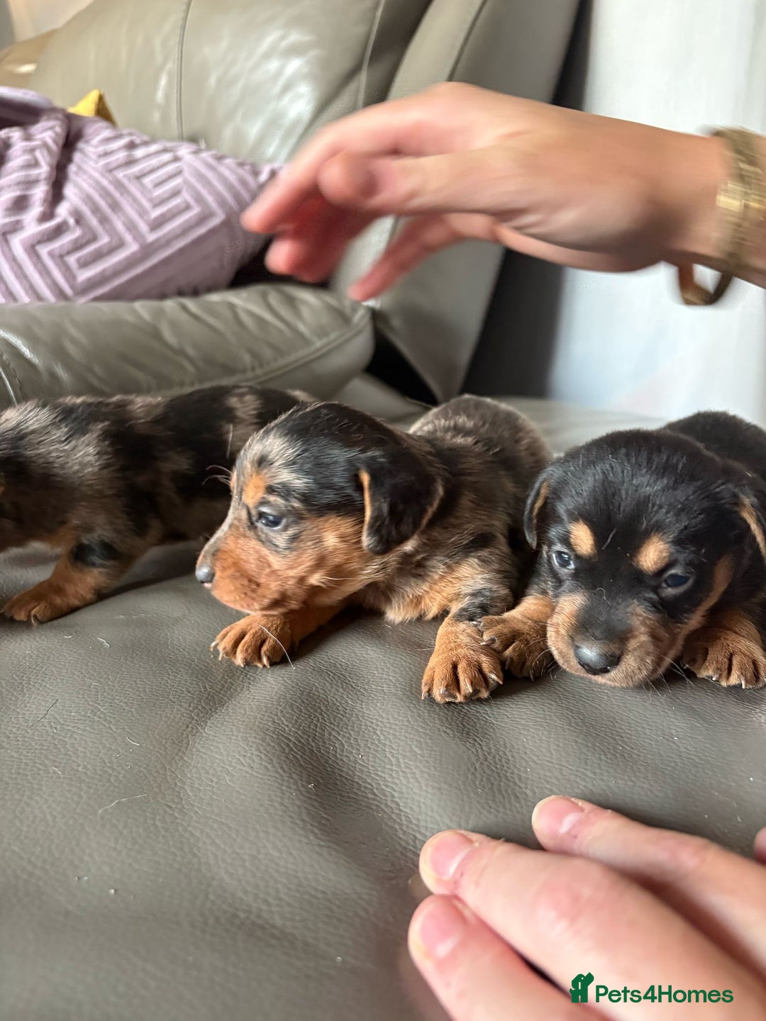 Mixed Breed dogs for sale: Jack Russel/miniature Datchound - Image 9