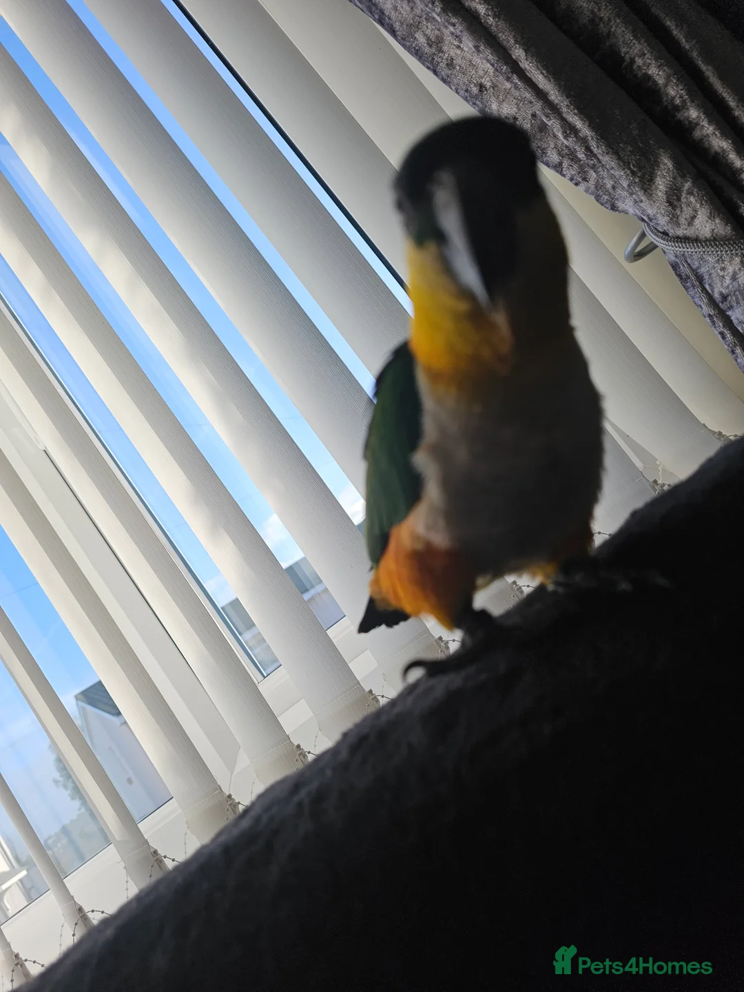 Parrots birds for sale: Parrot for sale in Dronfield - Advert 4