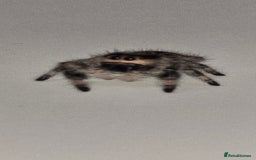 Spiders invertebrates for sale: Precious little female jumping spider - Advert 7