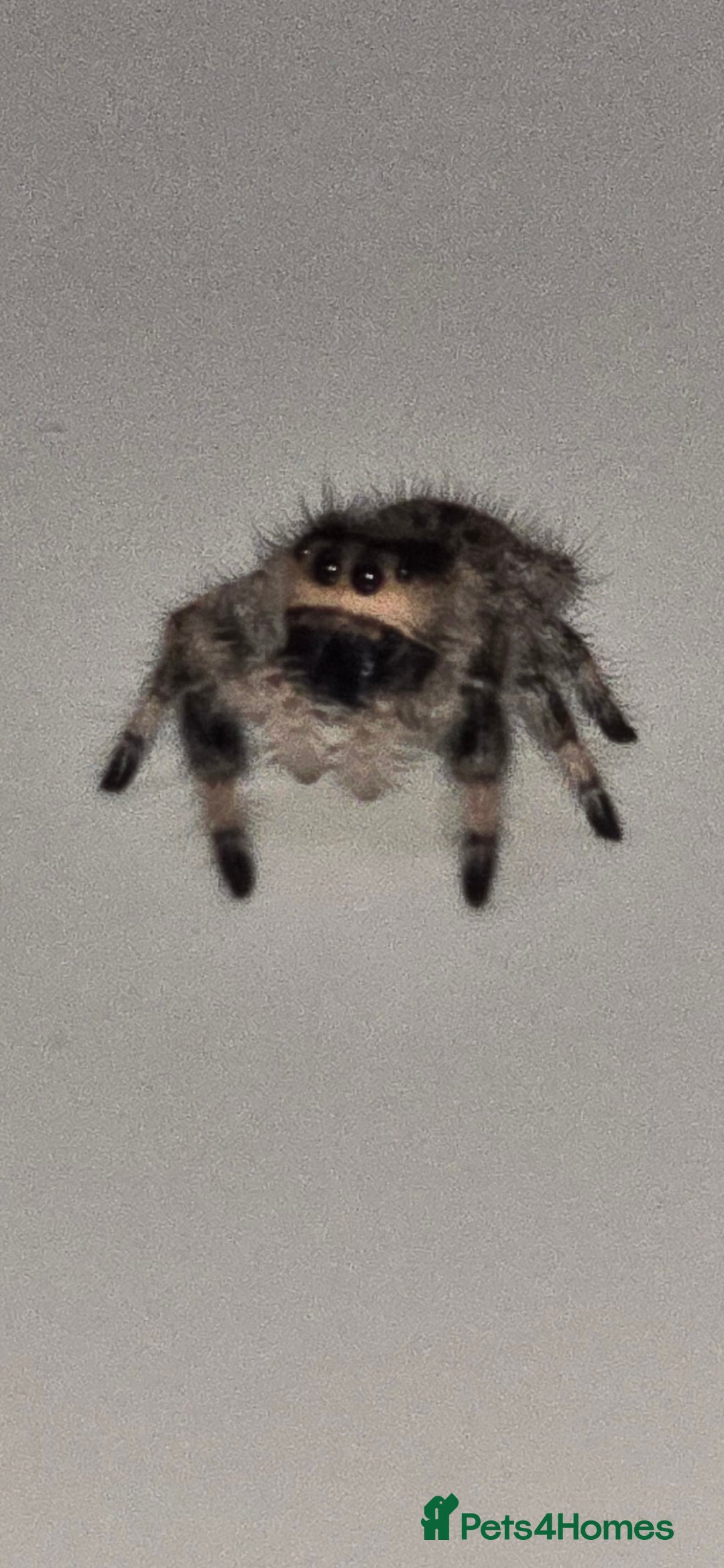 Spiders invertebrates for sale: Precious little female jumping spider - Advert 7