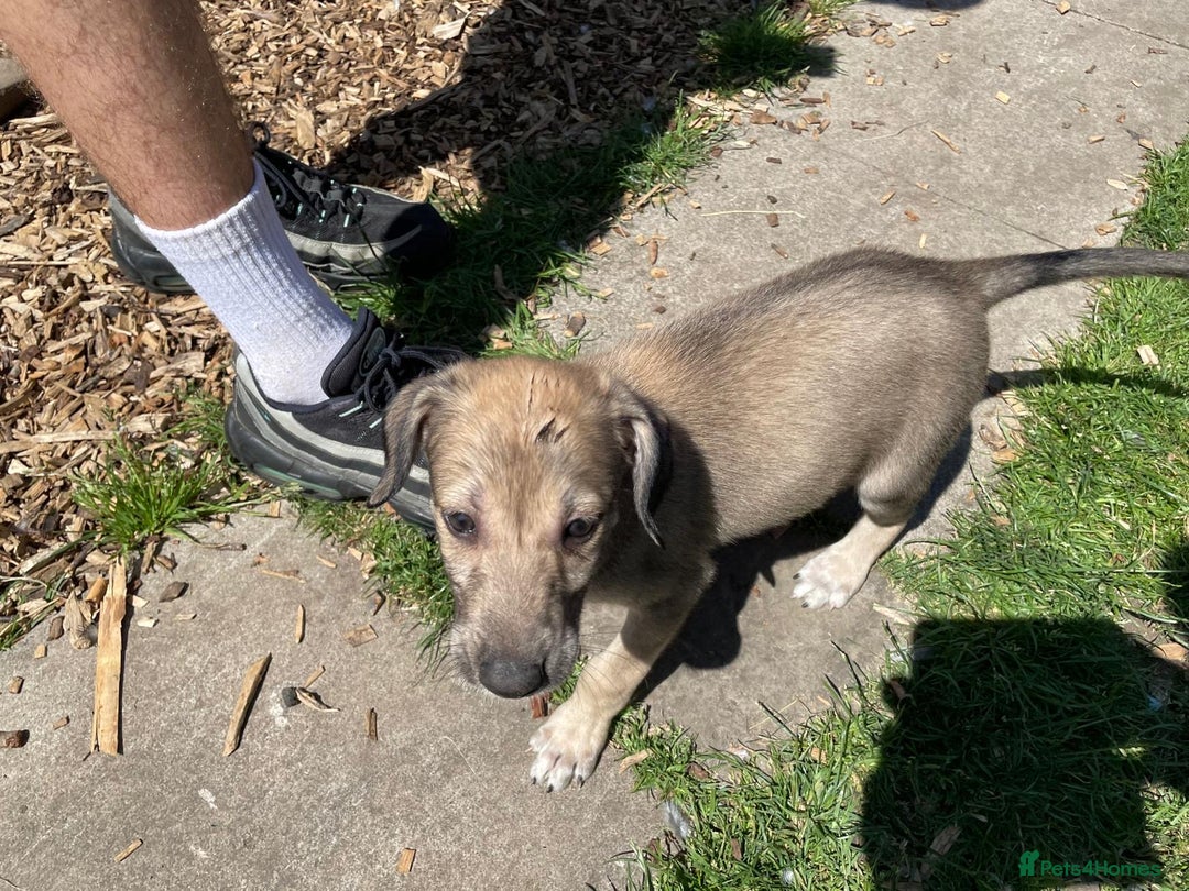 Mixed Breed dogs for sale: 1 boy ready for his forever home - Image 3