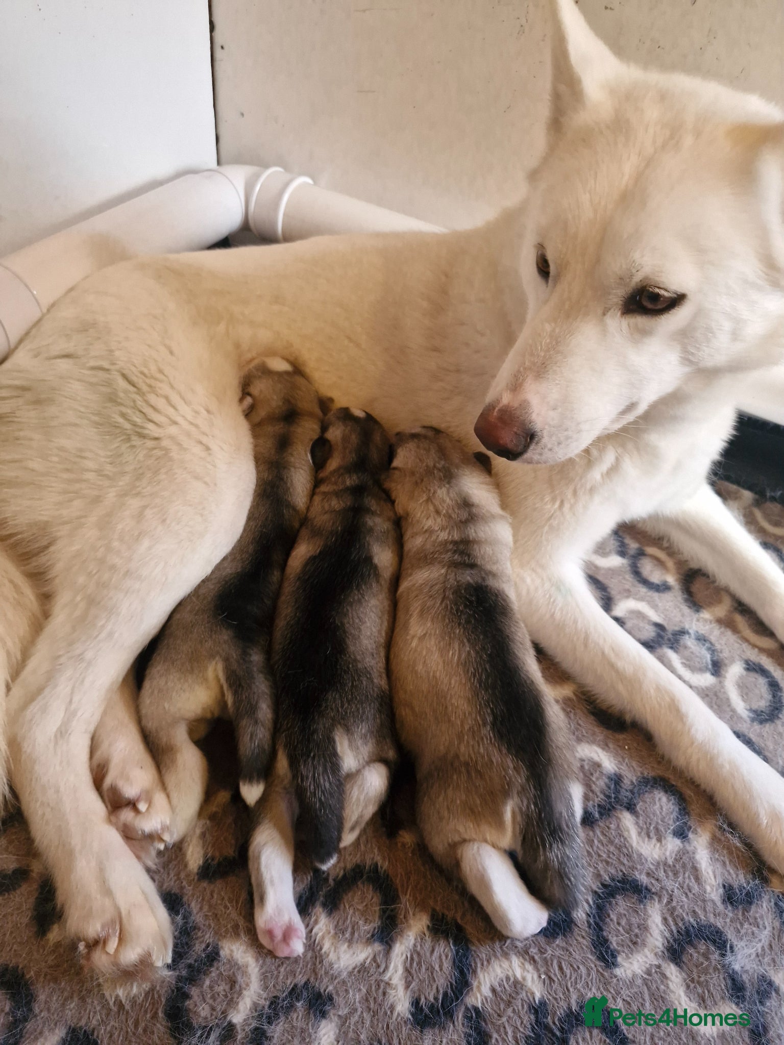 Siberian Husky dogs 3 beautiful husky puppies  - Advert 1