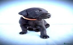 Labrador Retriever dogs for sale: ✨Gorgeous Labrador Puppies Ready for New Homes! ✨ - Image 7