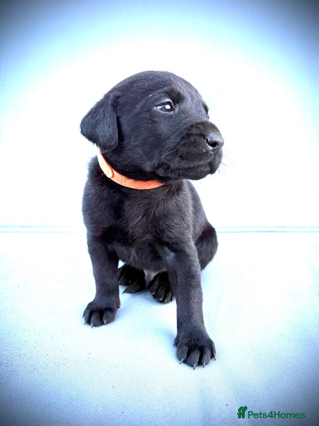 Labrador Retriever dogs for sale: ✨Gorgeous Labrador Puppies Ready for New Homes! ✨ - Image 7