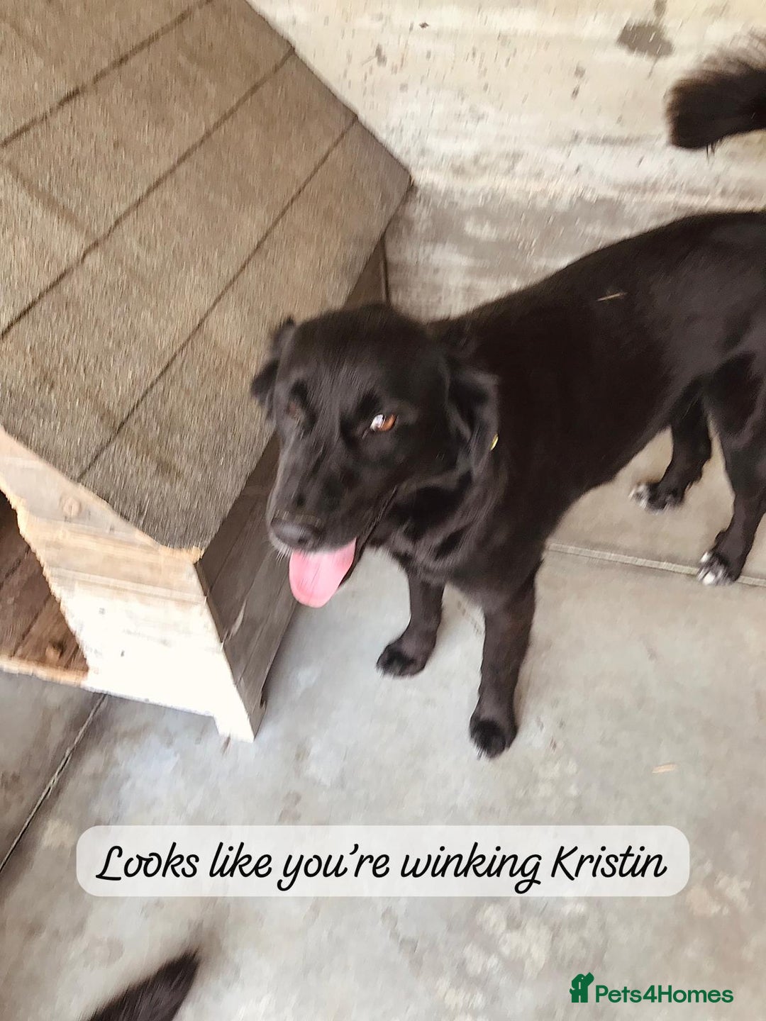 Mixed Breed dogs for adoption: Kristen, 1 yr approx. Available for adoption. in Brixham - Image 2