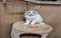 Ragdoll cats for sale: Ragdoll kittens  - Image 4