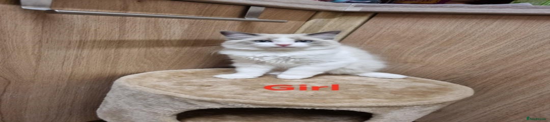 Ragdoll Kitten 4