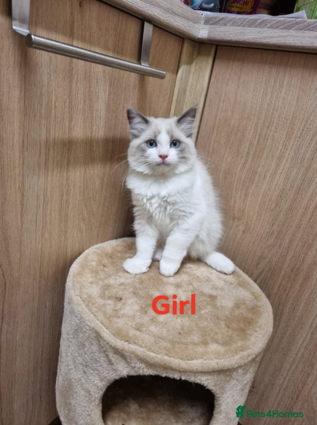 Ragdoll cats for sale: Ragdoll kittens  - Image 4