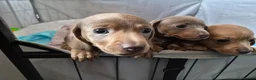 Dachshund dogs for sale: Gorgeous daschund puppies for sale! in Manchester - Advert 10