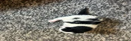 Manx cats for sale: Manx kittens  - Advert 4