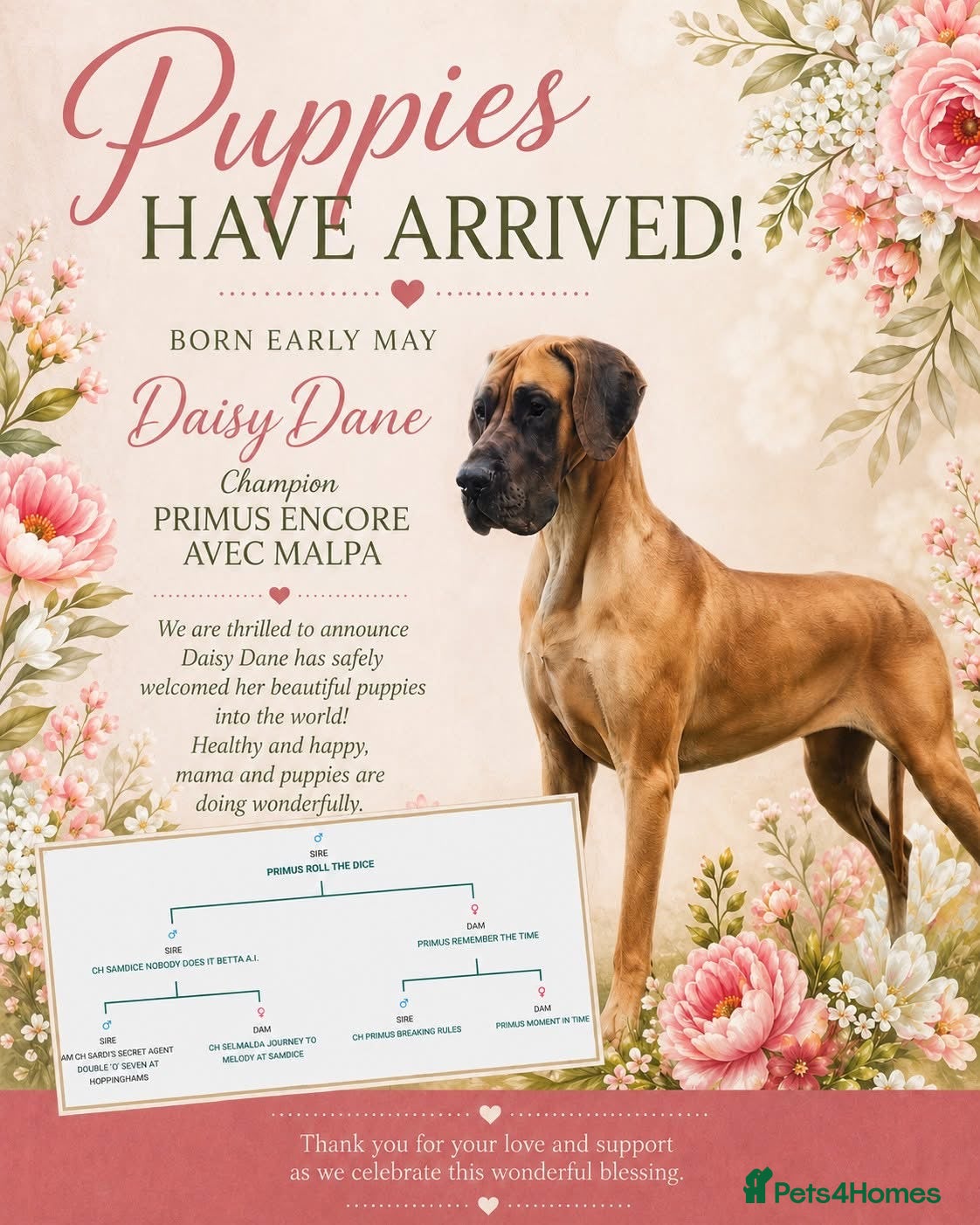 Great Dane dogs Exceptional quality Great Dane puppies - Advert 6