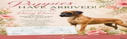 Great Dane dogs for sale: Exceptional quality Great Dane puppies in Crewe - Advert 1