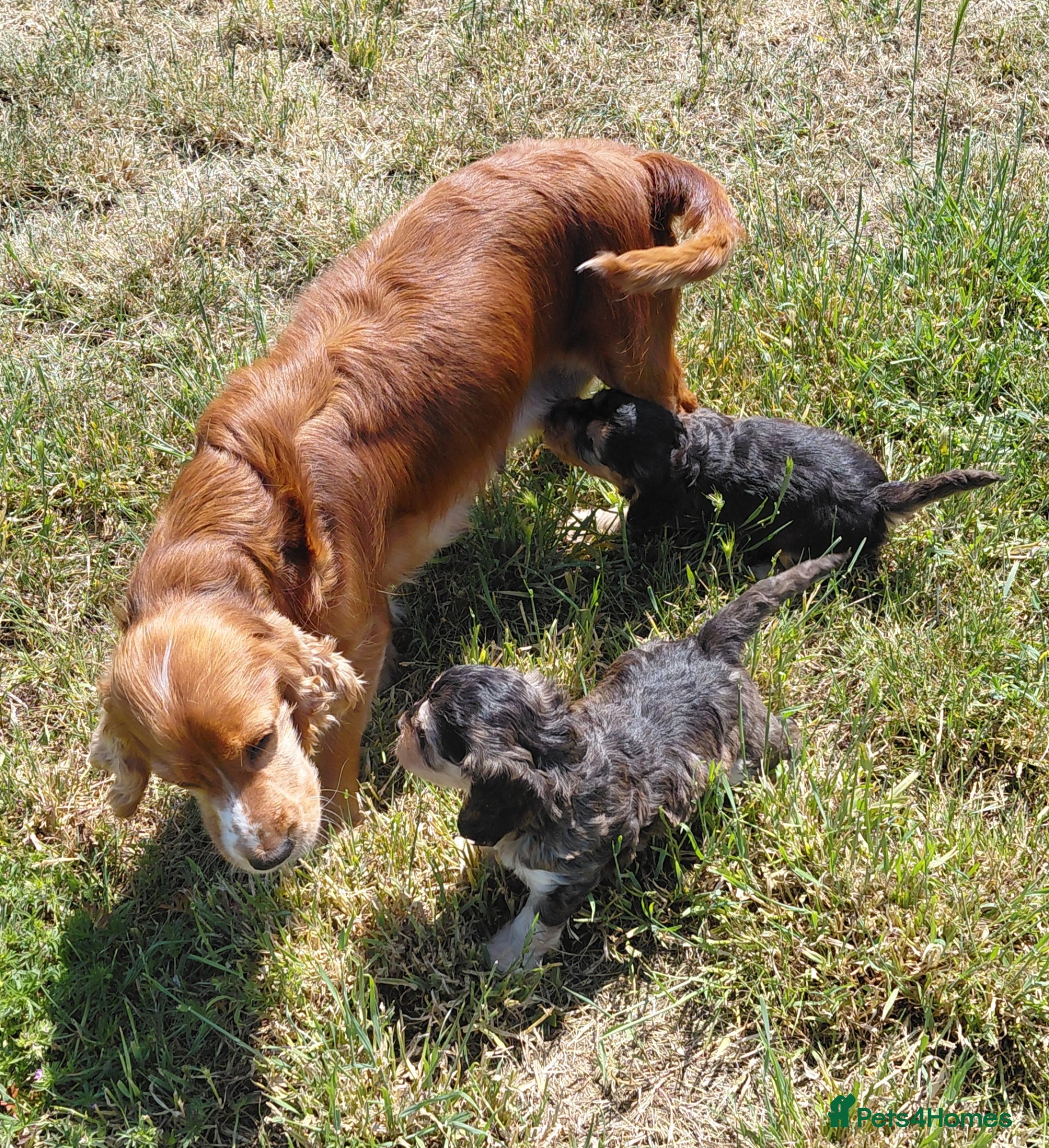 Cavapoo dogs Brilliant Cockalier-a-Poo Puppies – Ready Soon! - Advert 1