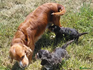 Cavapoo dogs for sale: Brilliant Cockalier-a-Poo Puppies – Ready Soon! - Advert 1