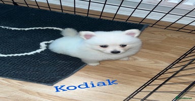 Japanese Spitz dogs - Advert 7