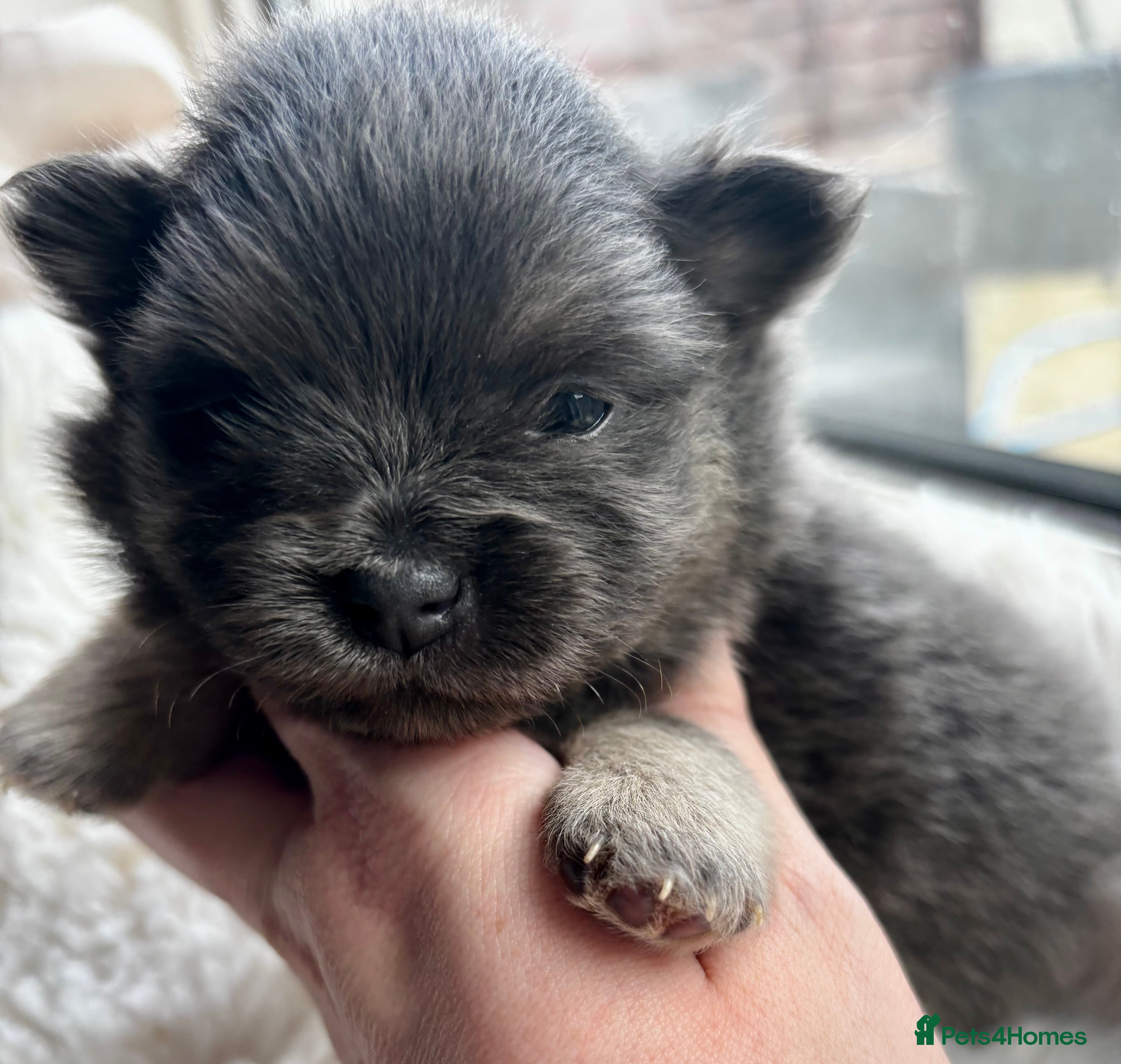 Pomeranian dogs Rare KC Lilac, Blue and Blue Sable Pups!  - Advert 5