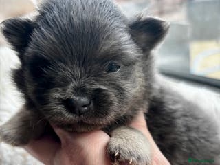 Pomeranian dogs Rare KC Lilac, Blue and Blue Sable Pups! - Advert 10