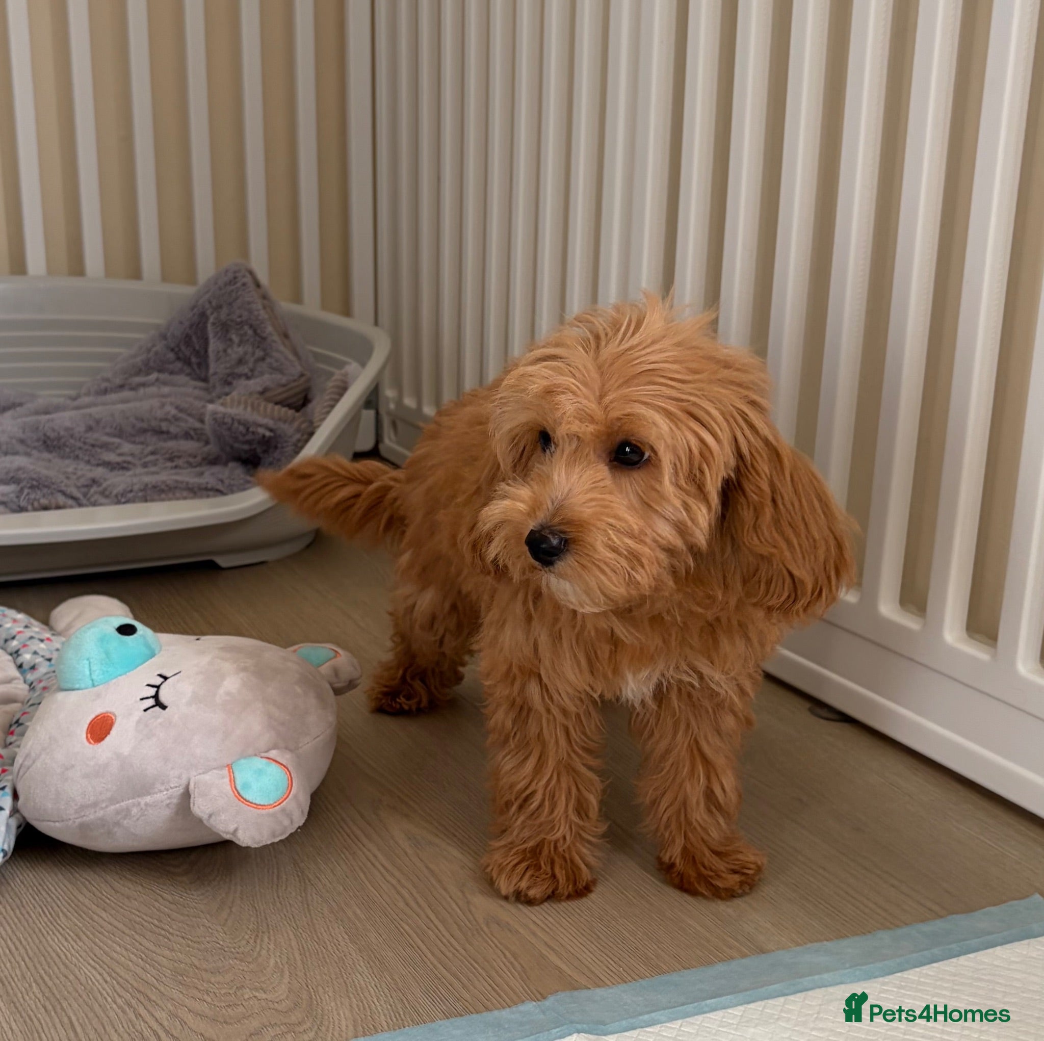 Cockapoo dogs Health tested cockapoo puppies  - Advert 1