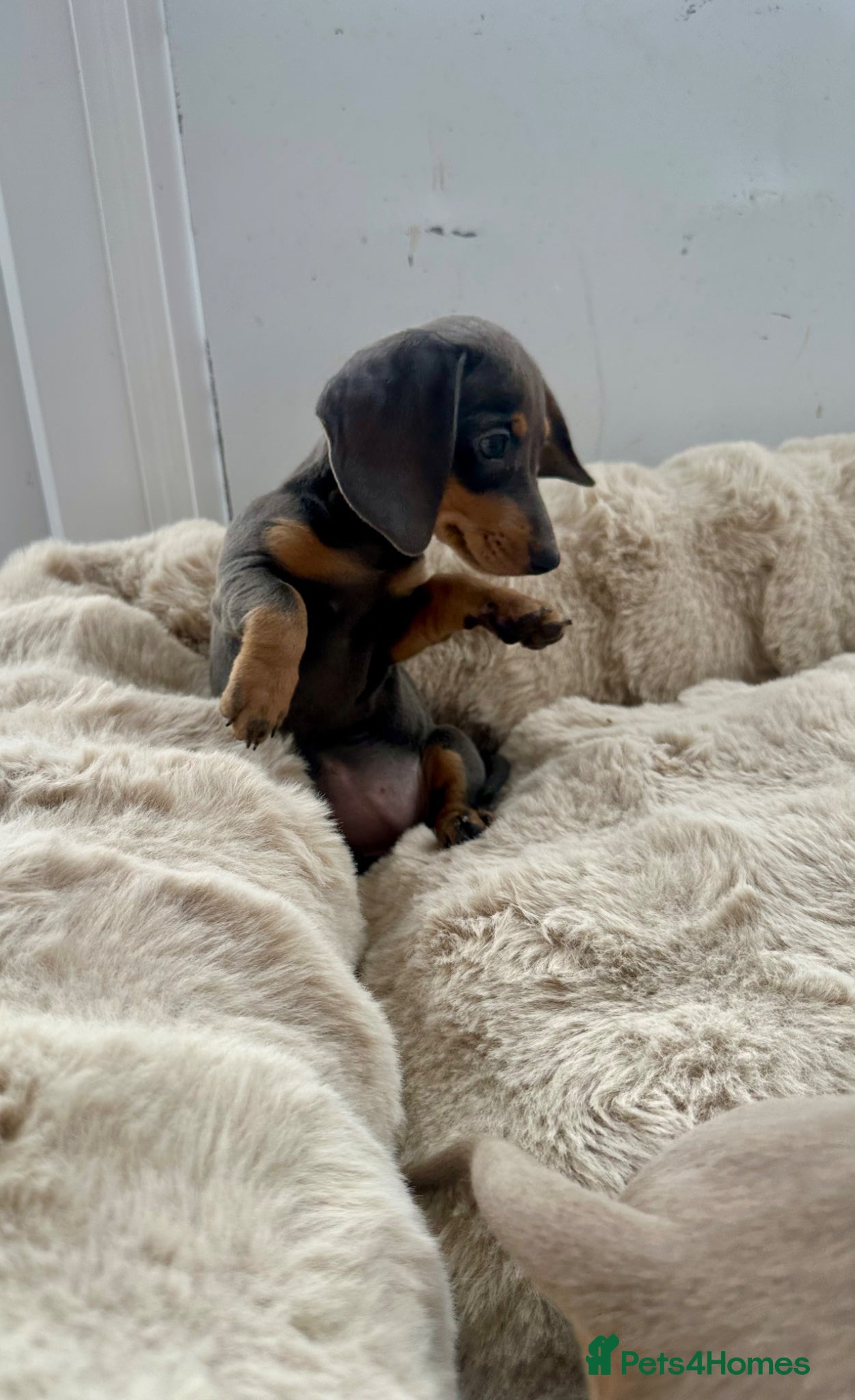 Miniature Dachshund dogs Miniature Dutch hound puppies - Advert 2