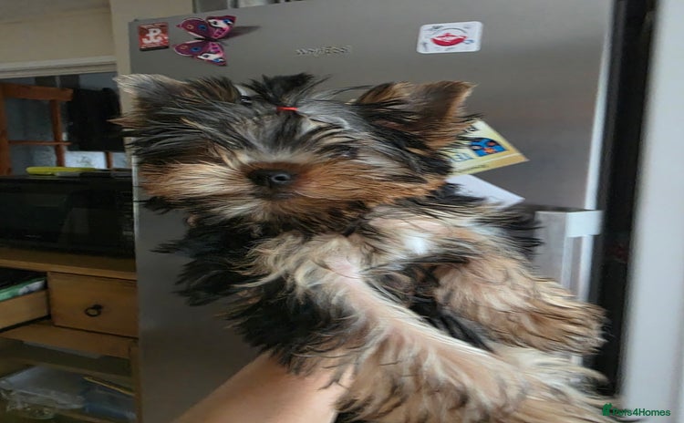 Yorkshire Terrier dogs - Advert 11