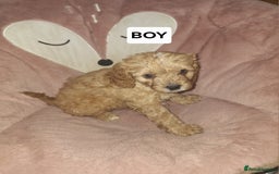 Cavapoo dogs for sale: CAVAPOO PUPPIES - Image 20