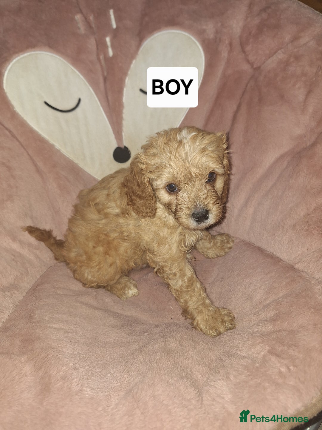 Cavapoo dogs for sale: CAVAPOO PUPPIES - Image 20