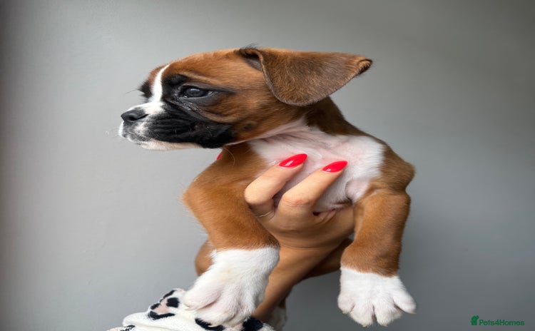 Boxer dogs - Advert 2