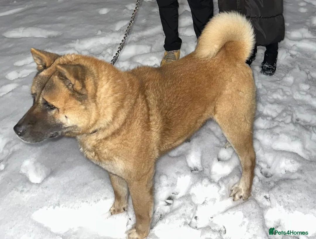 Japanese Akita Inu dogs for sale: Strong Mix Breed Akita Looking For New Home - Advert 3