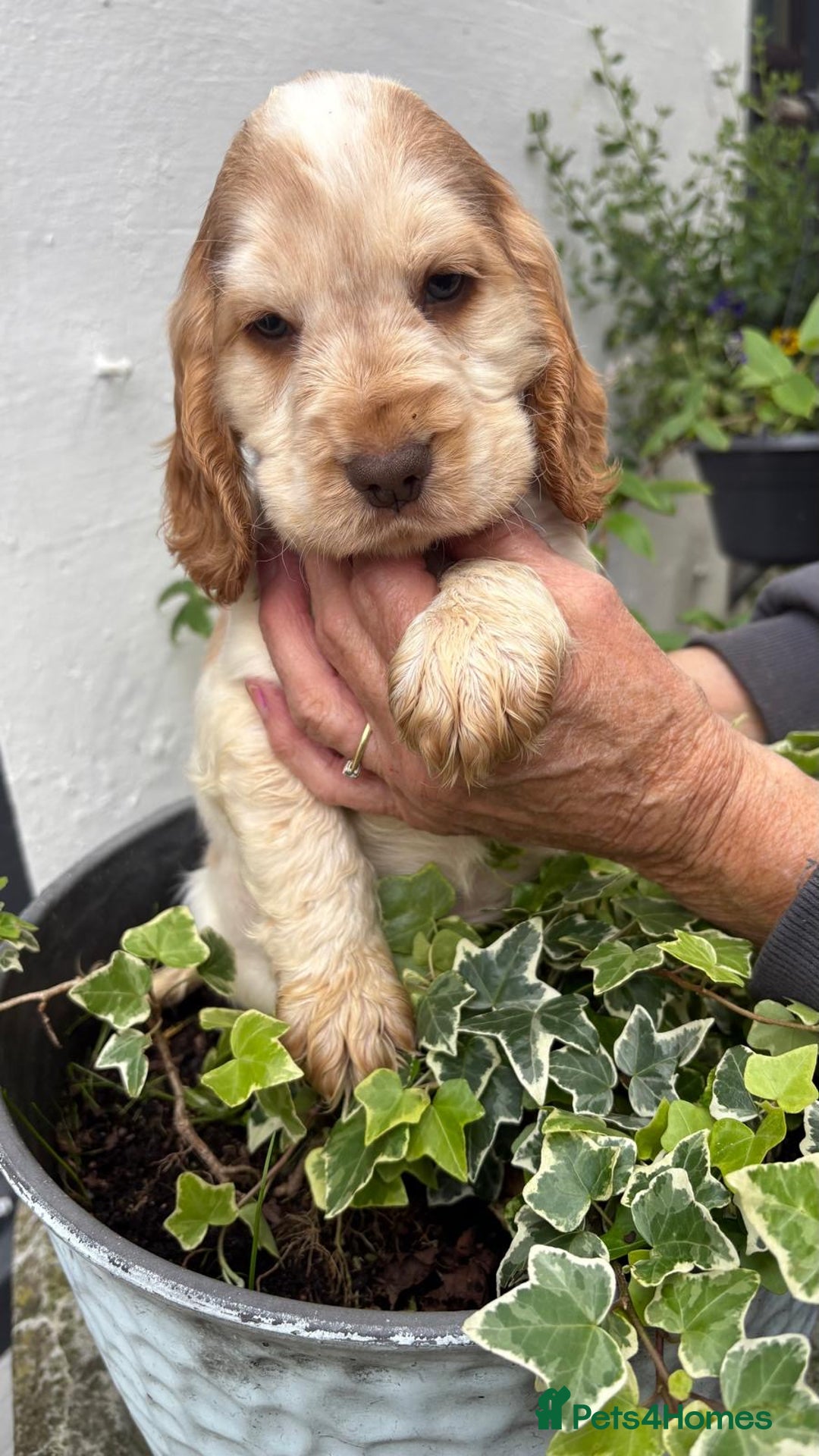 Cocker Spaniel dogs for sale: Show cocker spaniels  - Image 19