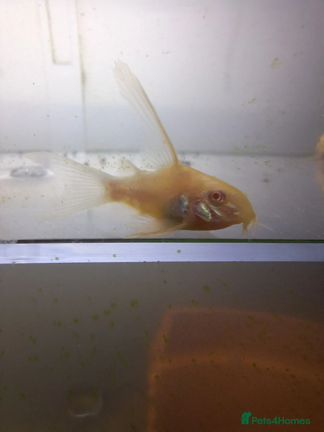 Corys fish for sale: Longfin Albino Corydoras  - Advert 1