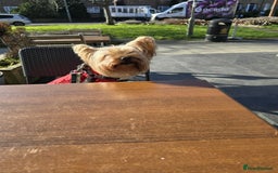Yorkshire Terrier dogs for sale: Gorgeous  Yorkshire  terrier Luna - Image 3