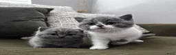 British Shorthair cats for sale: GCCF Registered British Shorthair Kittens  - Advert 6