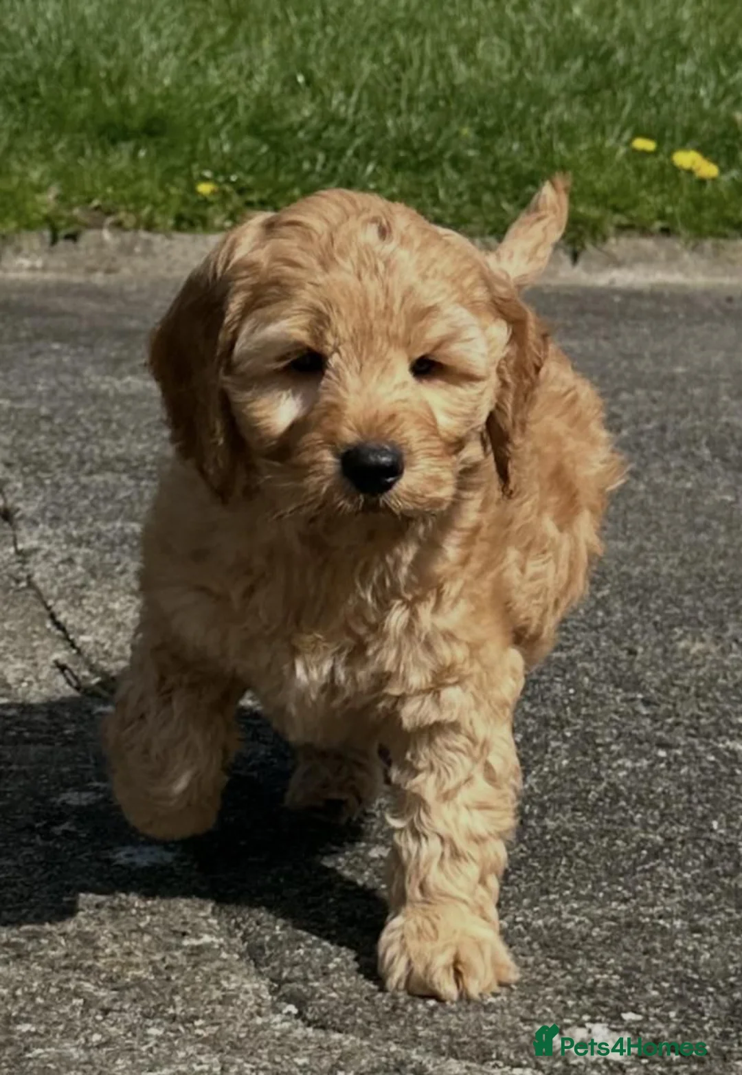 Cavapoo dogs for sale: Beautiful cavapoo puppies ready for forever homes in Baldock - Advert 8