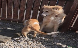 Mixed Breed dogs for adoption: Nina is approx 2 yrs old  - Image 7