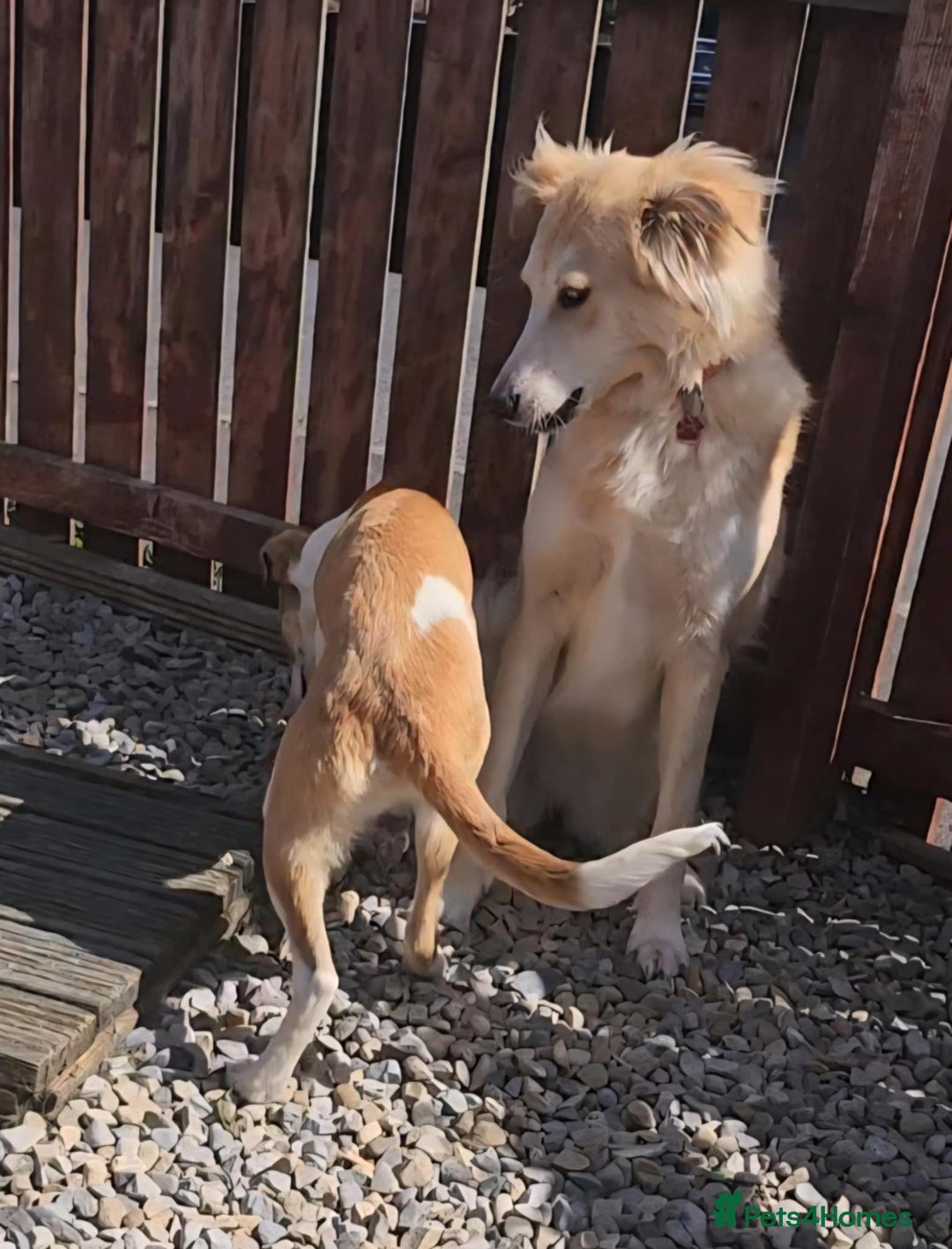 Mixed Breed dogs for adoption: Nina is approx 2 yrs old  - Image 7