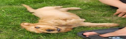 Cocker Spaniel dogs for sale: Gorgeous KC Show Cocker Babies  - Advert 11