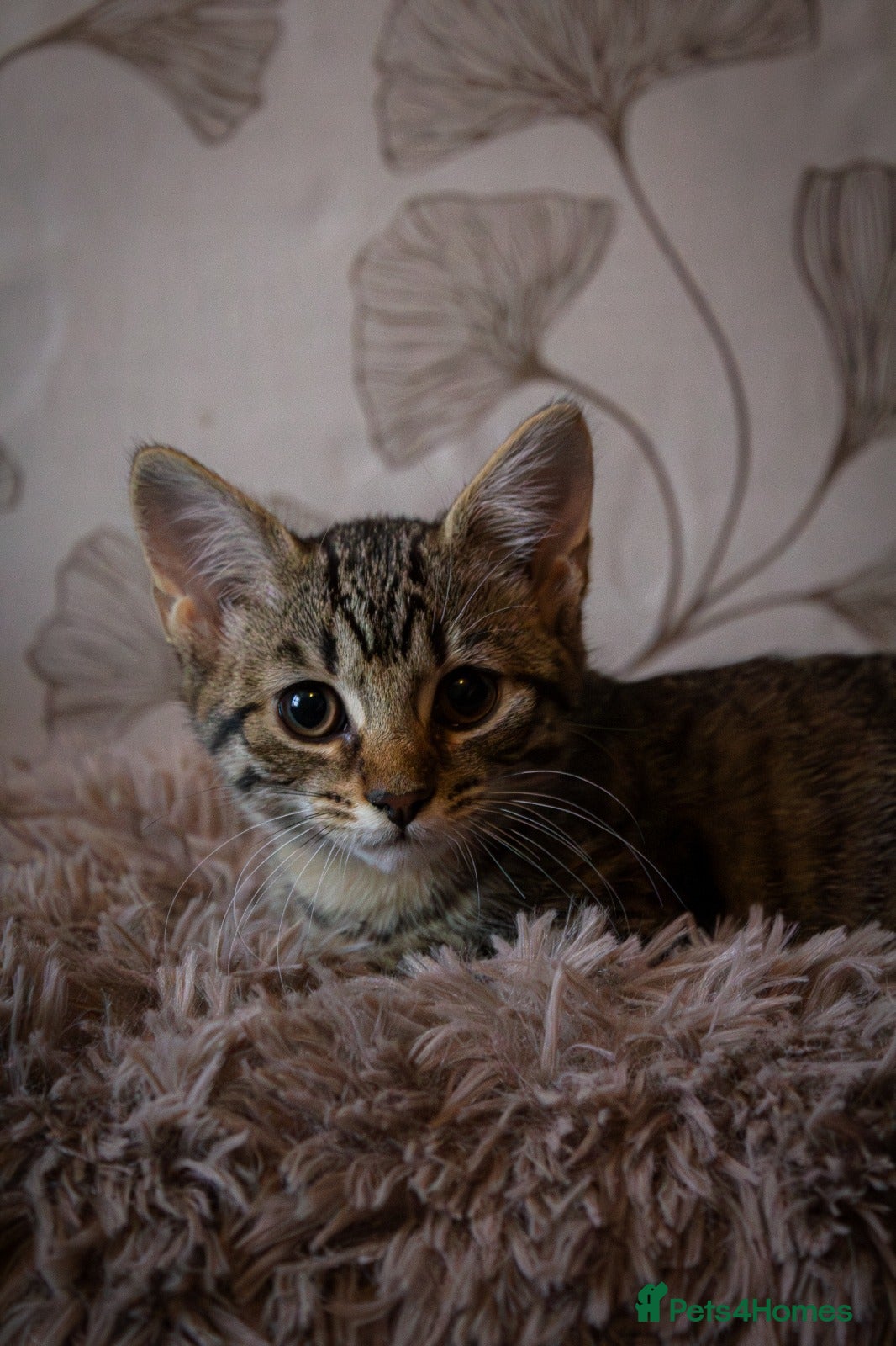 Mixed Breed cats Adorable kitten for sale  - Advert 3