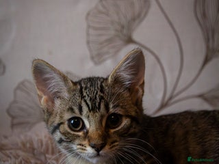 Mixed Breed cats Adorable kitten for sale - Advert 9