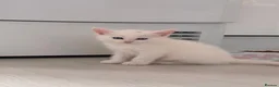 Munchkin cats for sale: Turkish Angora x Munchkin male and female  - Advert 21