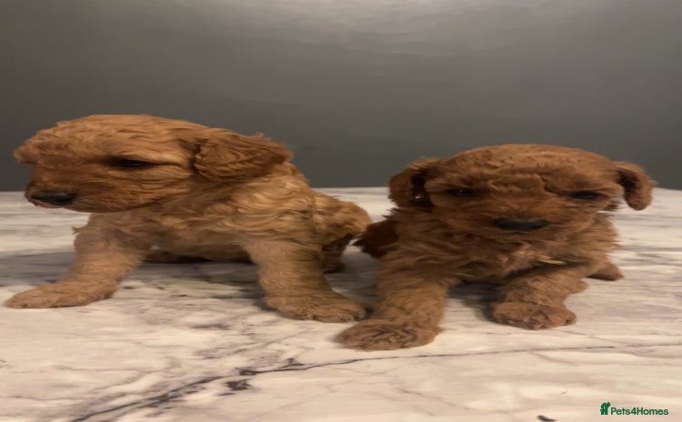 Miniature Poodle dogs - Advert 15