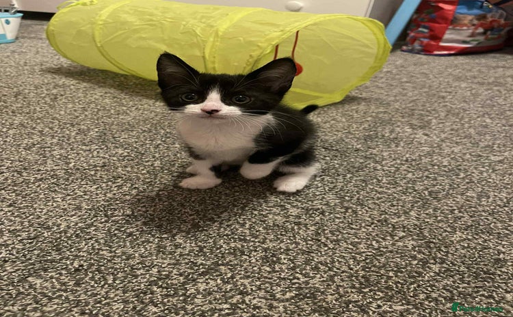 Domestic Shorthair cats - Advert 6