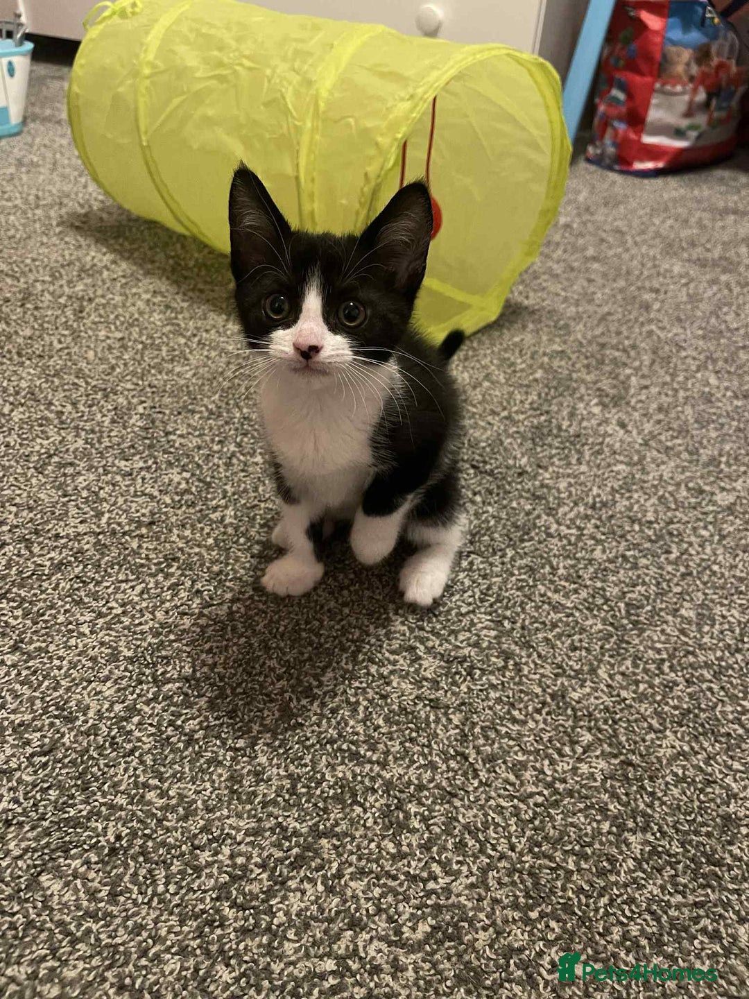 Domestic Shorthair cats for sale: 8 week old black and white kitten  - Image 1