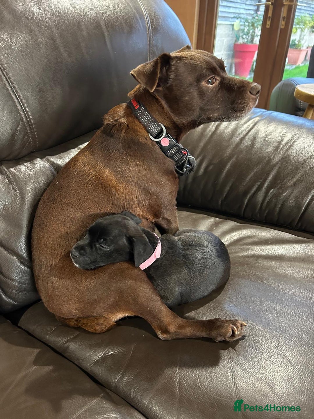 Patterdale Terrier dogs for sale: Beautiful black (Male) Patterdale puppy for sale - Advert 7