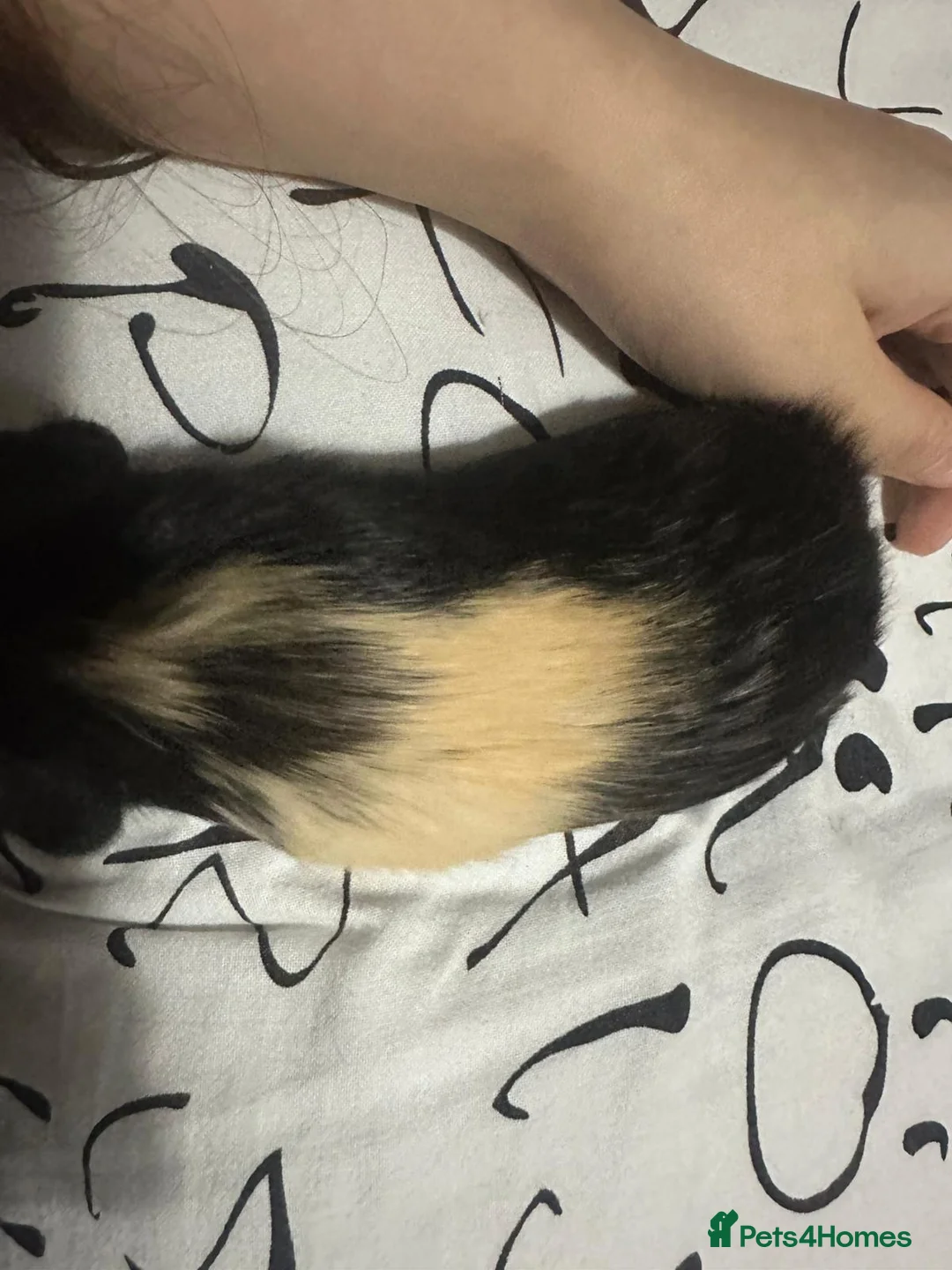 Guinea Pig rodents for sale: Baby guinea pig/ boys - Advert 2